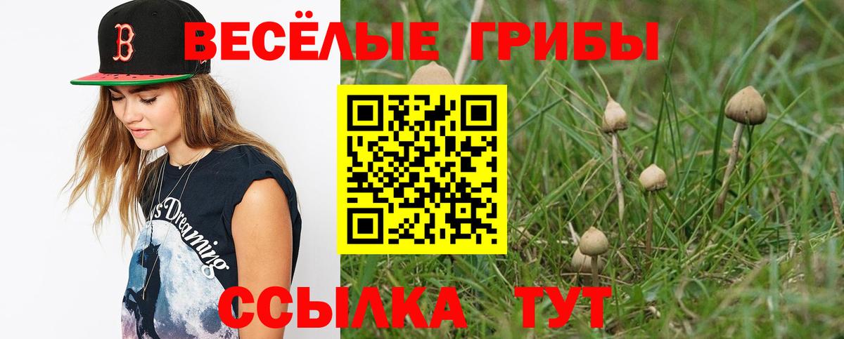 Галлюциногенные грибы Psilocybine cubensis  Махачкала 